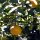 Pomelos am Baum